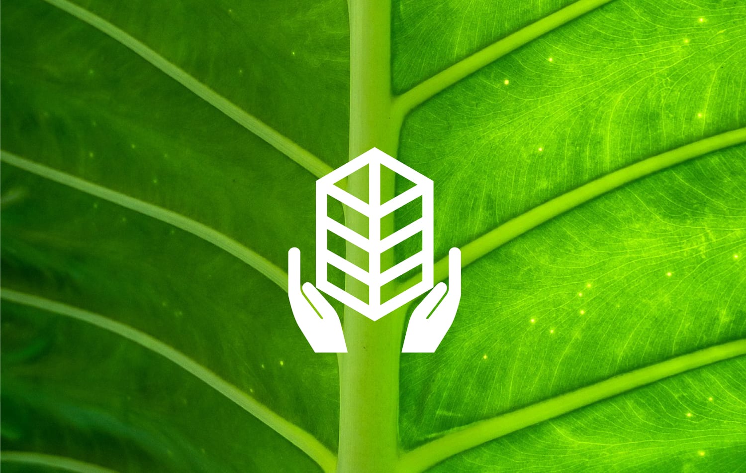 design graphique logo